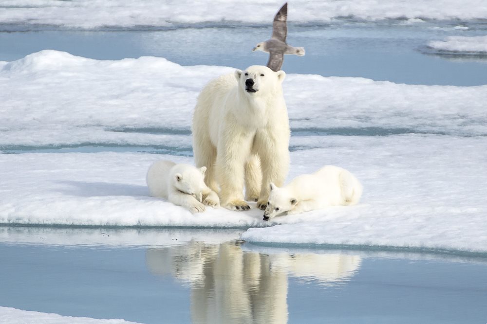 SAVE on Polar trips